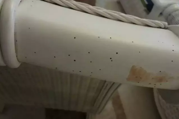 秦女士家里的木质藤椅中的粉蠹虫