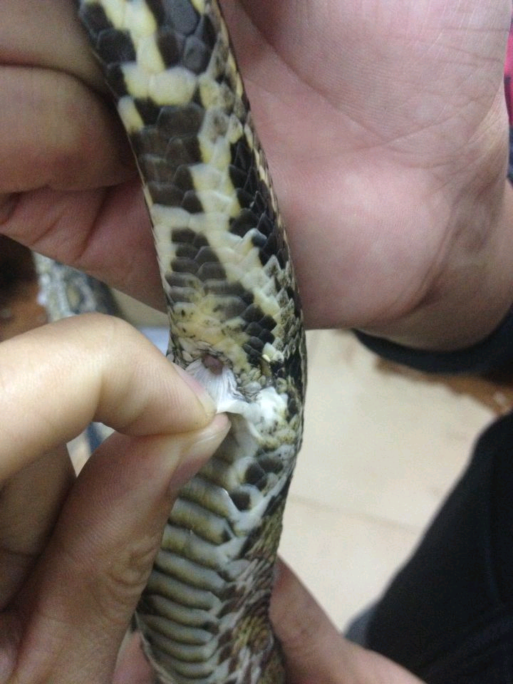 (上图:公蛇肛门,泄殖腔) (上图:母蛇肛门,泄殖腔) 不小心踩到了蛇的